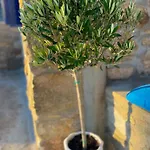 Tatil Evi Naira Family Mykonos
